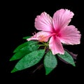 Still life of pink hibiscus flower on green leaf with drops in w Royalty Free Stock Photo