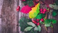 Still life of plants in autumn-oak, rose hips, grapes Royalty Free Stock Photo