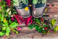 Still life of plants in autumn-oak, rose hips, grapes Royalty Free Stock Photo