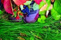 Still life of plants in autumn-oak, rose hips, grapes Royalty Free Stock Photo