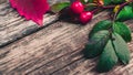 Still life of plants in autumn-oak, rose hips, grapes Royalty Free Stock Photo