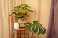 Still life with plants and watering can on a brown curtains background.