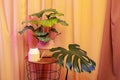 Still life with plants and watering can on a brown curtains background.