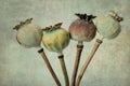 Poppy pods Royalty Free Stock Photo