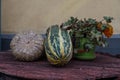 Still life of pumpkin, marrow squash and a flower pot Royalty Free Stock Photo