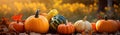 Still life of pumpkins of various shapes in nature as halloween background