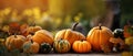 Still life of pumpkins of various shapes in nature as halloween background