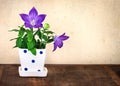 Still life of purple balloon flower or Platycodon grandiflorus f Royalty Free Stock Photo