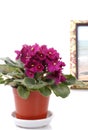 Still life purple flower and frame