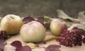 Still life: red apples and berries of viburnum Royalty Free Stock Photo