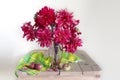 Still life with red dahlias in a vase on the table . Royalty Free Stock Photo