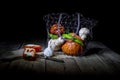 Still life . Red pepper, pumpkin, chilli pepper and garlic. Pepper halves lying on a chopping board Royalty Free Stock Photo