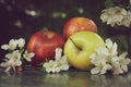 Still life with red and yellow apples and white flowers of an apple tree on a table