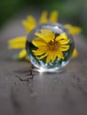 Still life of refraction of yellow Sunflower