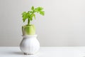 Still life of regenerating celery in white pot Royalty Free Stock Photo