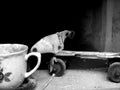 Still life with roller skates and tea cup