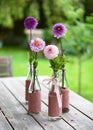 Still life with rosa, magenta, pink, violet dahlia flowers in glas bottles on the garden table. Royalty Free Stock Photo