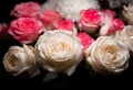 Still life of rose bouquet flower. Beautiful fresh pink roses. Rose Posy Wedding Bouquet. heap of pink and white fresh roses.