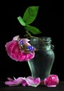 Still life with a rose and a butterfly. falling pink rose in a glass vase and bright blue butterfly on the table Royalty Free Stock Photo