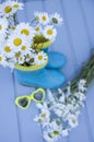 Still life with rubber boots and chamomile