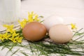 Still life rustic style eggs and spring twigs Royalty Free Stock Photo