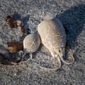 Still life of sand crab shells and other bits of washed-up marine objects at the Jersey shore