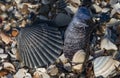 Still life of a scallop and mussel shell plus other shell fragments at the Jersey shore