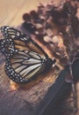 Still life scene of natural objects with dead butterfly, feather and plant