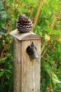 Pine cone resting on top of a water tap holder Royalty Free Stock Photo