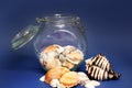 Still life, sea shells in a glass jar Royalty Free Stock Photo