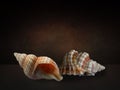 Still life with sea shells on a table imitates of Dutch great masters of oil painting