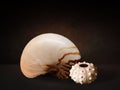 Still life with sea shells on a table imitates of Dutch great masters of oil painting Royalty Free Stock Photo