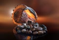 Still life of sea stones, shells and crab, on a beautiful background Royalty Free Stock Photo