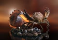 Still life of sea stones, shells and crab, on a beautiful background Royalty Free Stock Photo