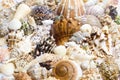 still life of seashells