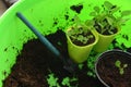 Still life with seedlings and sprouts of petunia flower in pots with spade tool Royalty Free Stock Photo