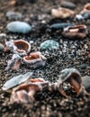 Still life of shells on the black sea.