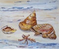 Still life with shells and starfish by the sea. Hand painted with watercolor pencils on watercolor paper.