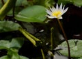 Still life Single white lotus flower blooming in the nature backgrounds