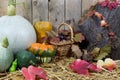 Still Life with Small and Big Pumpkins, Wicker Basket Filled with Pine Cones, Acorns, Chestnuts and Autumn Leaves on a Hay Royalty Free Stock Photo