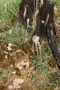 Small wooden fairy house in the forest, close-up Royalty Free Stock Photo