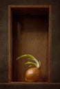 Still life with sprouted onion in a wooden box Royalty Free Stock Photo