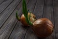 Still life of sprouted onions on a wooden table