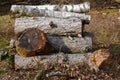 Still life of stacked fire place wood twigs and branches in the forest Royalty Free Stock Photo