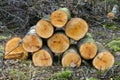 Still life of stacked fire place wood twigs and branches in the forest Royalty Free Stock Photo