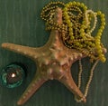 Starfish with beads and a burning green candle