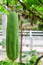 Still Life Style Group of Zucchini Organic Vegetable