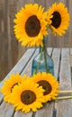 Still life with sunflowers in blue glass decanter,