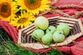 Still life sunflowers and green apples in a basket. Royalty Free Stock Photo