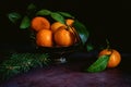 Still life of tangerines with leaves Royalty Free Stock Photo